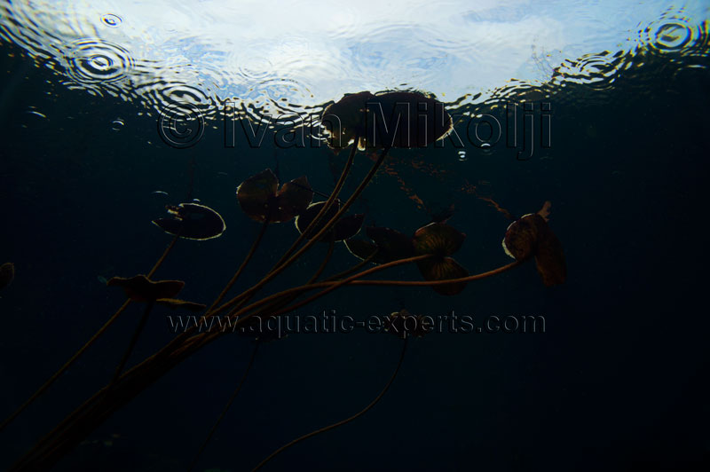 aquarium biotope backgrounds
